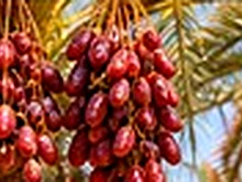 تمور مجهول (في النخل)
